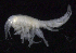  ( - SB_2-8S_Oedi22_2015_2)  @11 [ ] CreativeCommons  Attribution Non-Commercial Share-Alike (2021) Anna Jazdzewska University of Lodz, Dept of Invertebrate Zoology and Hydrobiology