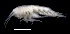  ( - SB_2-8S_Oedi24_2015_1)  @11 [ ] CreativeCommons  Attribution Non-Commercial Share-Alike (2021) Anna Jazdzewska University of Lodz, Dept of Invertebrate Zoology and Hydrobiology