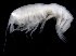  ( - SB_4-10S_Oedi24_2015_1)  @11 [ ] CreativeCommons  Attribution Non-Commercial Share-Alike (2021) Anna Jazdzewska University of Lodz, Dept of Invertebrate Zoology and Hydrobiology