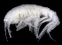  ( - SB_4-10S_Oedi24_2015_2)  @11 [ ] CreativeCommons  Attribution Non-Commercial Share-Alike (2021) Anna Jazdzewska University of Lodz, Dept of Invertebrate Zoology and Hydrobiology