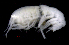  ( - SB_4-10S_Oedi24_2015_3)  @11 [ ] CreativeCommons  Attribution Non-Commercial Share-Alike (2021) Anna Jazdzewska University of Lodz, Dept of Invertebrate Zoology and Hydrobiology