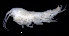  ( - SB_4-10S_Oedi24_2015_4)  @11 [ ] CreativeCommons  Attribution Non-Commercial Share-Alike (2021) Anna Jazdzewska University of Lodz, Dept of Invertebrate Zoology and Hydrobiology