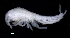 ( - SB_4-10S_Oedi24_2015_5)  @11 [ ] CreativeCommons  Attribution Non-Commercial Share-Alike (2021) Anna Jazdzewska University of Lodz, Dept of Invertebrate Zoology and Hydrobiology