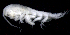  ( - SB_4-9E_Oedi24_2015_1)  @11 [ ] CreativeCommons  Attribution Non-Commercial Share-Alike (2021) Anna Jazdzewska University of Lodz, Dept of Invertebrate Zoology and Hydrobiology