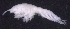  (OedicerotidaeAJ sp. 27 - SB_4-9E_Oedi27_2015_2)  @11 [ ] CreativeCommons  Attribution Non-Commercial Share-Alike (2021) Anna Jazdzewska University of Lodz, Dept of Invertebrate Zoology and Hydrobiology