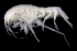 ( - SB_6-7E_Oedi24_2015_1)  @11 [ ] CreativeCommons  Attribution Non-Commercial Share-Alike (2021) Anna Jazdzewska University of Lodz, Dept of Invertebrate Zoology and Hydrobiology