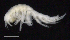  ( - SB_7-3E_Oedi22_2015_2)  @11 [ ] CreativeCommons  Attribution Non-Commercial Share-Alike (2021) Anna Jazdzewska University of Lodz, Dept of Invertebrate Zoology and Hydrobiology