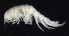  ( - SB_7-3E_Oedi22_2015_3)  @11 [ ] CreativeCommons  Attribution Non-Commercial Share-Alike (2021) Anna Jazdzewska University of Lodz, Dept of Invertebrate Zoology and Hydrobiology