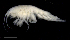  ( - SB_7-3E_Oedi24_2015_2)  @11 [ ] CreativeCommons  Attribution Non-Commercial Share-Alike (2021) Anna Jazdzewska University of Lodz, Dept of Invertebrate Zoology and Hydrobiology
