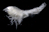  ( - SB_7-3S_Oedi24_2015_1)  @11 [ ] CreativeCommons  Attribution Non-Commercial Share-Alike (2021) Anna Jazdzewska University of Lodz, Dept of Invertebrate Zoology and Hydrobiology