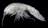  ( - SB_7-3S_Oedi24_2015_2)  @11 [ ] CreativeCommons  Attribution Non-Commercial Share-Alike (2021) Anna Jazdzewska University of Lodz, Dept of Invertebrate Zoology and Hydrobiology