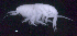  (OedicerotidaeAJ sp. 28 - SB_8-4E_Oedi28_2015_3)  @11 [ ] CreativeCommons  Attribution Non-Commercial Share-Alike (2021) Anna Jazdzewska University of Lodz, Dept of Invertebrate Zoology and Hydrobiology