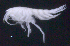  (OedicerotidaeAJ sp. 29 - SB_8-4E_Oedi29_2015_1)  @11 [ ] CreativeCommons  Attribution Non-Commercial Share-Alike (2021) Anna Jazdzewska University of Lodz, Dept of Invertebrate Zoology and Hydrobiology