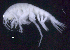  ( - SB_8-4E_Oedi30_2015_1)  @11 [ ] CreativeCommons  Attribution Non-Commercial Share-Alike (2021) Anna Jazdzewska University of Lodz, Dept of Invertebrate Zoology and Hydrobiology