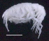  ( - SB_8-5E_Oedi29_2015_3)  @11 [ ] CreativeCommons  Attribution Non-Commercial Share-Alike (2021) Anna Jazdzewska University of Lodz, Dept of Invertebrate Zoology and Hydrobiology