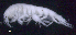  ( - SB_8-5E_Oedi30_2015_1)  @11 [ ] CreativeCommons  Attribution Non-Commercial Share-Alike (2021) Anna Jazdzewska University of Lodz, Dept of Invertebrate Zoology and Hydrobiology