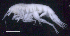  ( - SB_8-5E_Oedi30_2015_2)  @11 [ ] CreativeCommons  Attribution Non-Commercial Share-Alike (2021) Anna Jazdzewska University of Lodz, Dept of Invertebrate Zoology and Hydrobiology