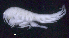  (OedicerotidaeAJ sp. 30 - SB_8-5E_Oedi30_2015_4)  @11 [ ] CreativeCommons  Attribution Non-Commercial Share-Alike (2021) Anna Jazdzewska University of Lodz, Dept of Invertebrate Zoology and Hydrobiology