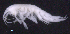 ( - SB_9-7S_Oedi21_2015_1)  @11 [ ] CreativeCommons  Attribution Non-Commercial Share-Alike (2021) Anna Jazdzewska University of Lodz, Dept of Invertebrate Zoology and Hydrobiology
