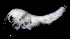  ( - SB_9-7S_Oedi24_2015_1)  @11 [ ] CreativeCommons  Attribution Non-Commercial Share-Alike (2021) Anna Jazdzewska University of Lodz, Dept of Invertebrate Zoology and Hydrobiology