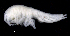  ( - SB_9-7S_Oedi24_2015_2)  @11 [ ] CreativeCommons  Attribution Non-Commercial Share-Alike (2021) Anna Jazdzewska University of Lodz, Dept of Invertebrate Zoology and Hydrobiology