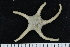  ( - ZMBN_138693)  @11 [ ] Creative Commons BY NC SA (2021) University of Bergen Natural History Collections