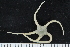  (Amphiophiura gibbosa - ZMBN_138715)  @11 [ ] Creative Commons BY NC SA (2021) University of Bergen Natural History Collections