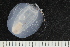  ( - ZMBN_138921)  @11 [ ] Creative Commons BY NC SA (2021) University of Bergen Natural History Collections