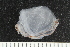  ( - ZMBN_138926)  @11 [ ] Creative Commons BY NC SA (2021) University of Bergen Natural History Collections