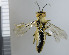  ( - NHMO10069611)  @13 [ ] No Rights Reserved (2013) Unspecified Univeristy of Oslo, Natural History Museum
