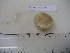  (Suberites n. sp. MK 1 - TS010-C1)  @11 [ ] CC by-nc (2023) Tanja Stratmann Royal Netherlands Institute for Sea Research