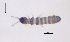  ( - SOS_COLLEMBOLA_008)  @11 [ ] by (2013) Cornelya Klutsch Norwegian Institute of Bioeconomy Research (NIBIO)