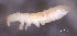  ( - SOS_COLLEMBOLA_085)  @11 [ ] by (2013) Cornelya Klutsch Norwegian Institute of Bioeconomy Research (NIBIO)