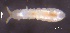  ( - SOS_COLLEMBOLA_086)  @11 [ ] by (2013) Cornelya Klutsch Norwegian Institute of Bioeconomy Research (NIBIO)