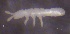  ( - SOS_COLLEMBOLA_090)  @11 [ ] by (2013) Cornelya Klutsch Norwegian Institute of Bioeconomy Research (NIBIO)
