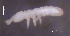  ( - SOS_COLLEMBOLA_091)  @11 [ ] by (2013) Cornelya Klutsch Norwegian Institute of Bioeconomy Research (NIBIO)