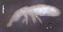  ( - SOS_COLLEMBOLA_092)  @11 [ ] by (2013) Cornelya Klutsch Norwegian Institute of Bioeconomy Research (NIBIO)