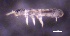  ( - SOS_COLLEMBOLA_123)  @11 [ ] by (2013) Cornelya Klutsch Norwegian Institute of Bioeconomy Research (NIBIO)