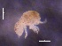  ( - SOS_COLLEMBOLA_136)  @11 [ ] by (2013) Cornelya Klutsch Norwegian Institute of Bioeconomy Research (NIBIO)