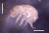  ( - SOS_COLLEMBOLA_138)  @11 [ ] by (2013) Cornelya Klutsch Norwegian Institute of Bioeconomy Research (NIBIO)