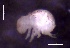  ( - SOS_COLLEMBOLA_139)  @11 [ ] by (2013) Cornelya Klutsch Norwegian Institute of Bioeconomy Research (NIBIO)