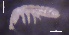  (Oligaphorura absoloni - SOS_COLLEMBOLA_141)  @11 [ ] by (2013) Cornelya Klutsch Norwegian Institute of Bioeconomy Research (NIBIO)