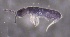  ( - SOS_COLLEMBOLA_162)  @11 [ ] by (2013) Cornelya Klutsch Norwegian Institute of Bioeconomy Research (NIBIO)