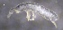  ( - SOS_COLLEMBOLA_181)  @11 [ ] by (2013) Cornelya Klutsch Norwegian Institute of Bioeconomy Research (NIBIO)