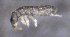 ( - SOS_COLLEMBOLA_183)  @11 [ ] by (2013) Cornelya Klutsch Norwegian Institute of Bioeconomy Research (NIBIO)