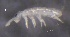  ( - SOS_COLLEMBOLA_185)  @11 [ ] by (2013) Cornelya Klutsch Norwegian Institute of Bioeconomy Research (NIBIO)