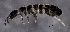  ( - SOS_COLLEMBOLA_222)  @11 [ ] by (2013) Cornelya Klutsch Norwegian Institute of Bioeconomy Research (NIBIO)