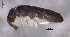  ( - SOS_COLLEMBOLA_250)  @11 [ ] by (2013) Cornelya Klutsch Norwegian Institute of Bioeconomy Research (NIBIO)