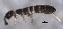  ( - SOS_COLLEMBOLA_251)  @11 [ ] by (2013) Cornelya Klutsch Norwegian Institute of Bioeconomy Research (NIBIO)