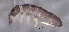  ( - SOS_COLLEMBOLA_252)  @11 [ ] by (2013) Cornelya Klutsch Norwegian Institute of Bioeconomy Research (NIBIO)